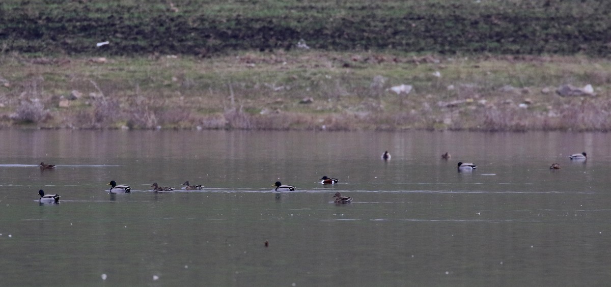 Northern Shoveler - ML138226761