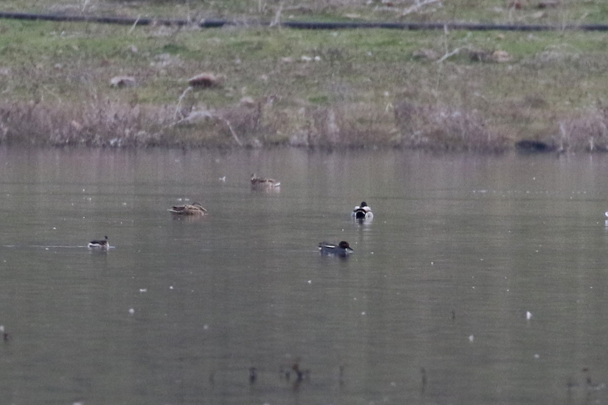 Green-winged Teal (Eurasian) - ML138226811