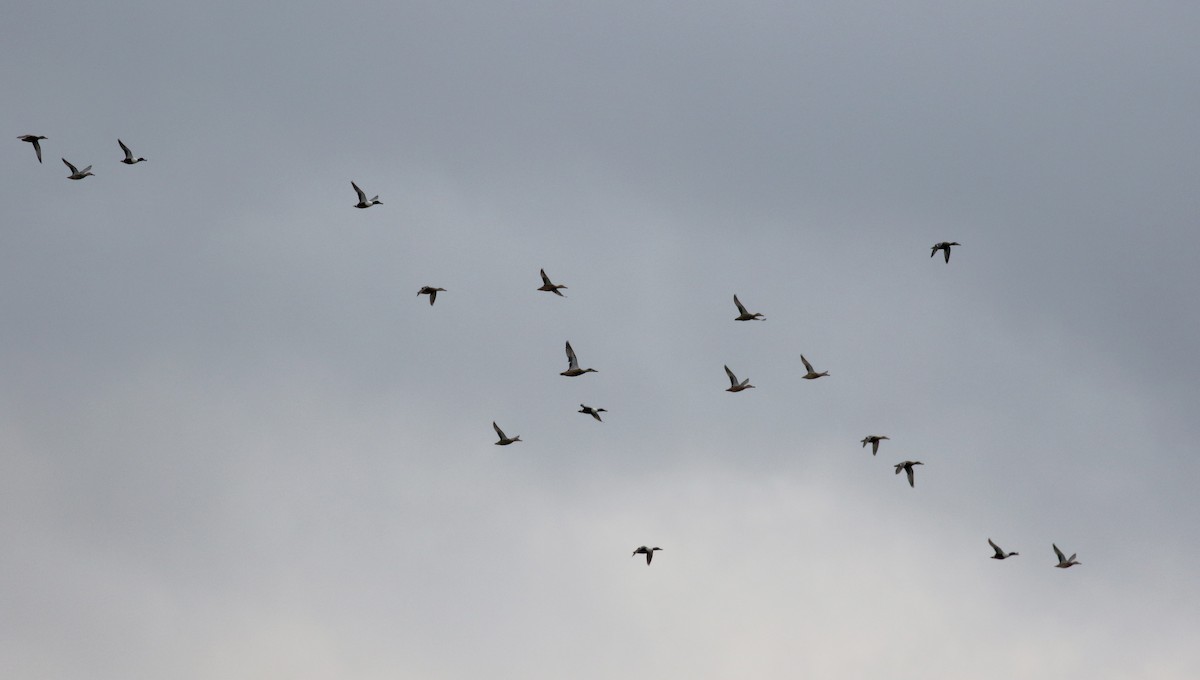 Northern Shoveler - ML138226951