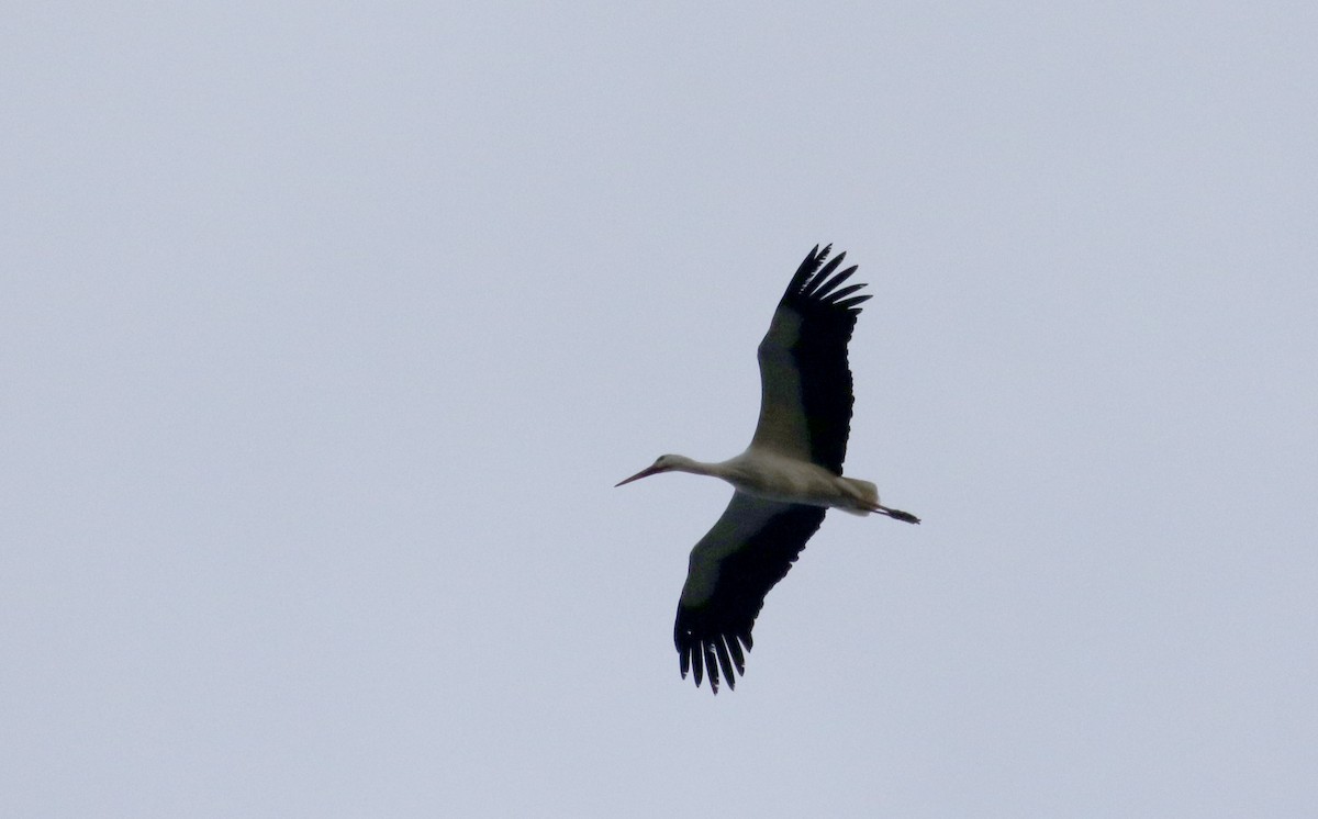 White Stork - ML138227001