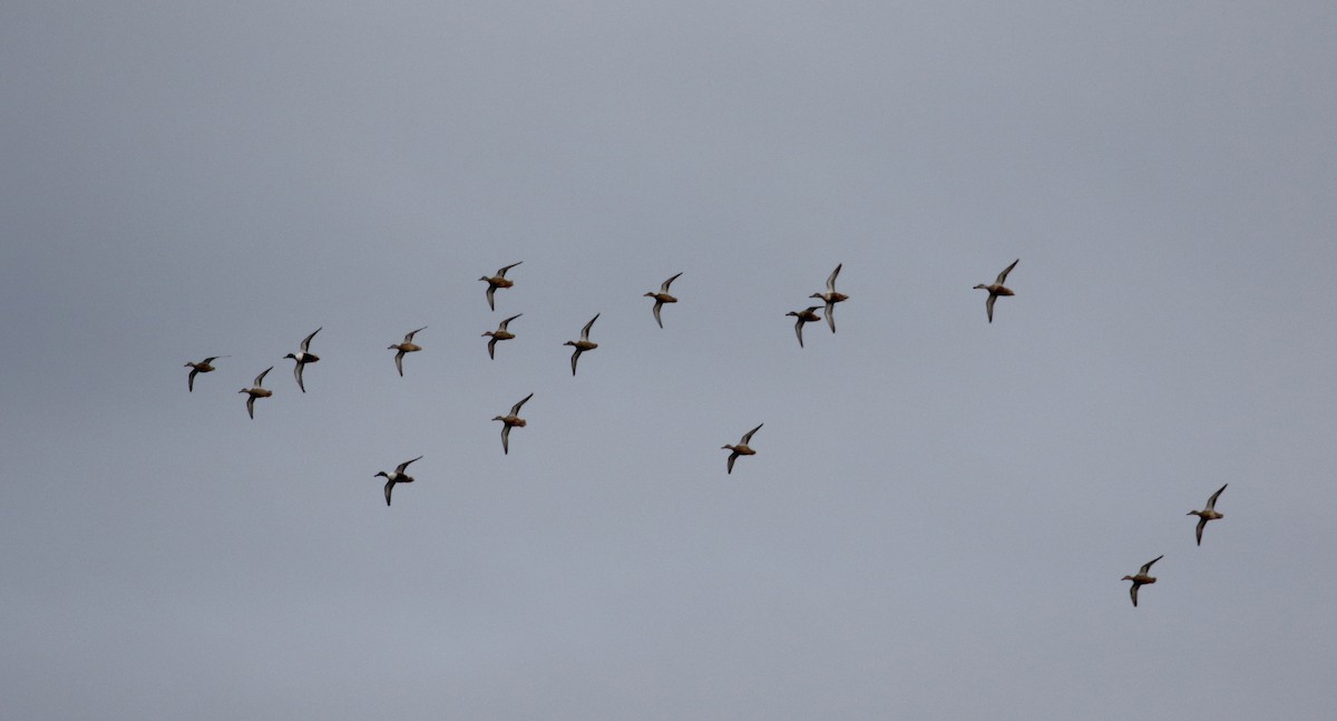 Northern Shoveler - ML138227081