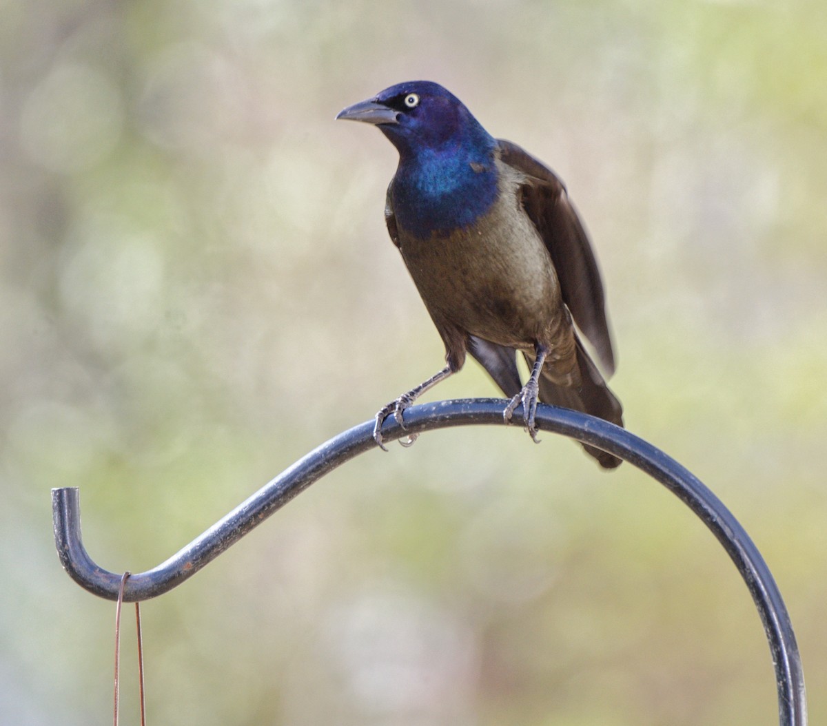 Common Grackle - ML138227171