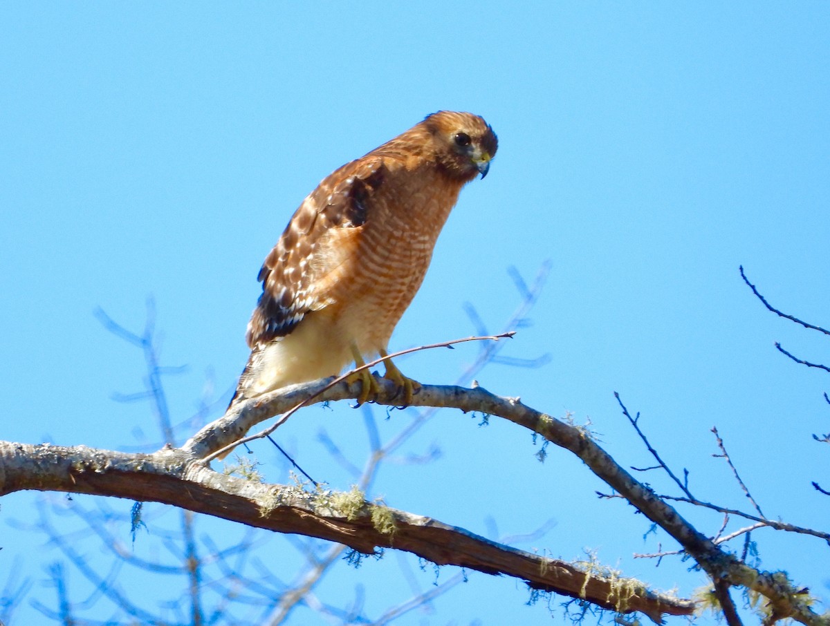 Red-shouldered Hawk - James R. Hill, III