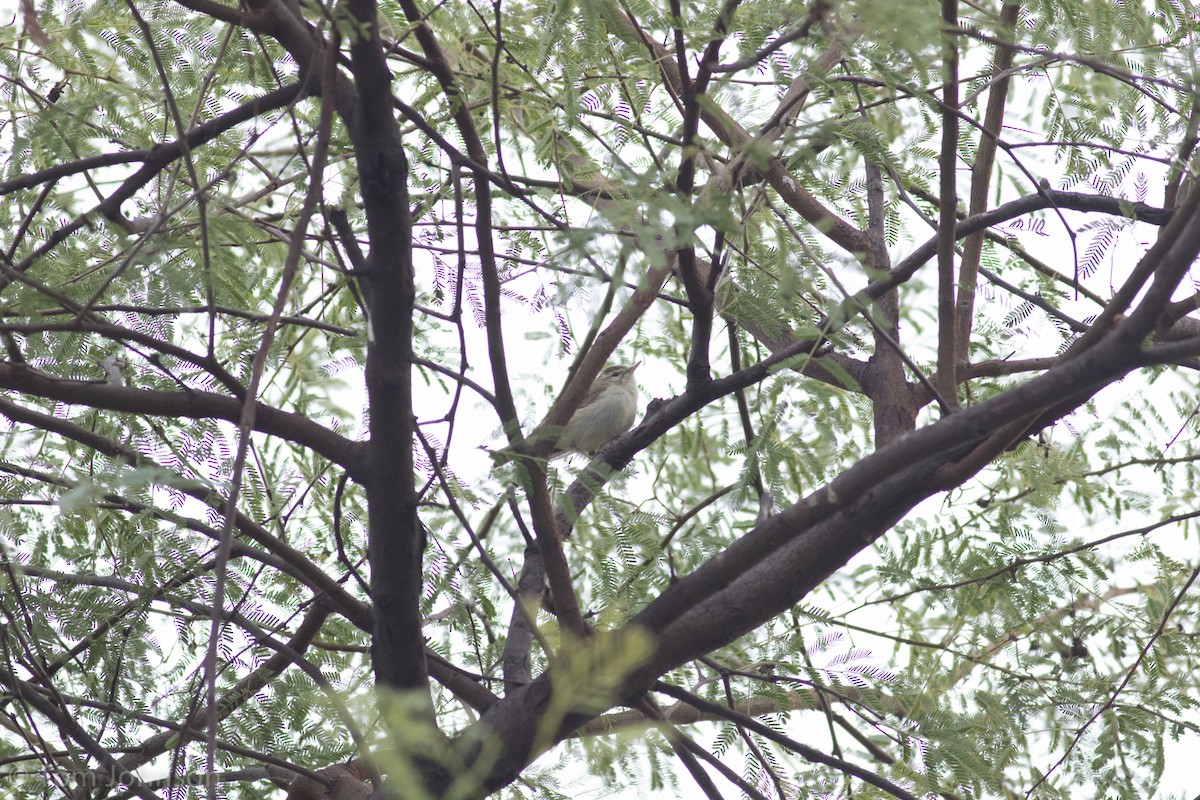 Mosquitero Verdoso - ML138227371