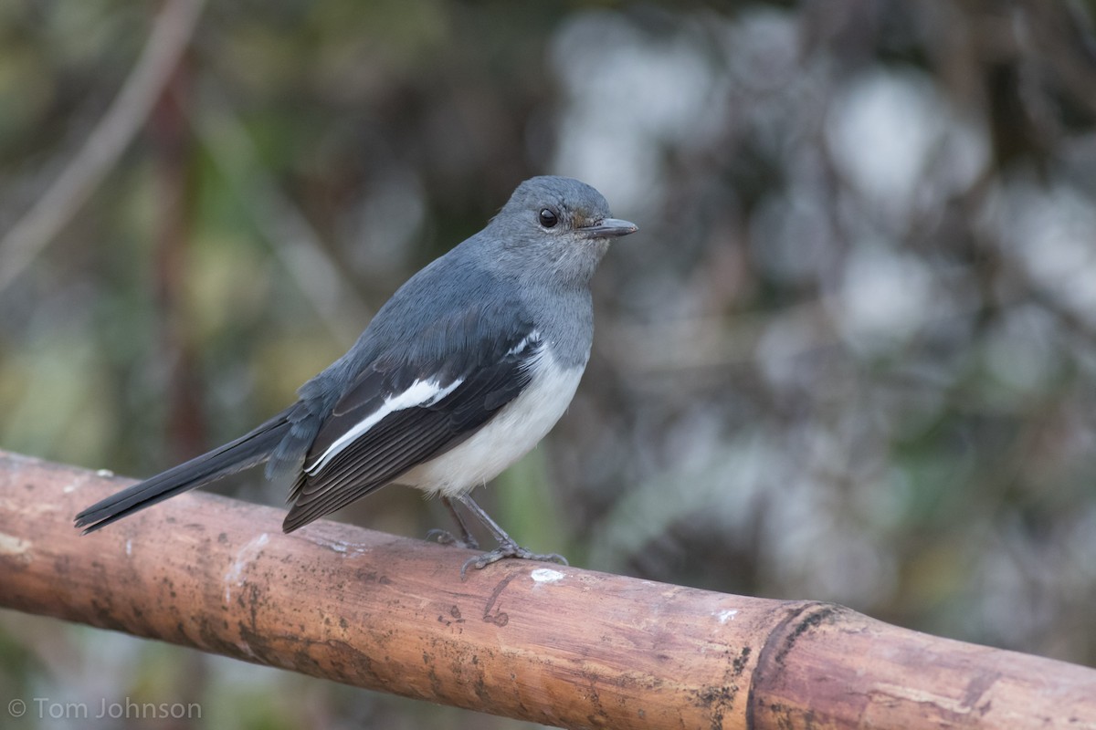 Oriental Magpie-Robin - ML138227501