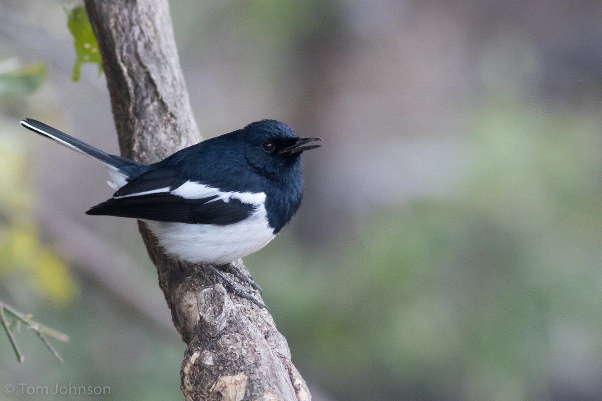 Oriental Magpie-Robin - ML138227541