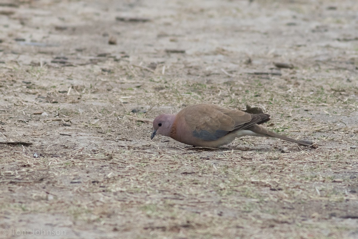 Laughing Dove - ML138227571