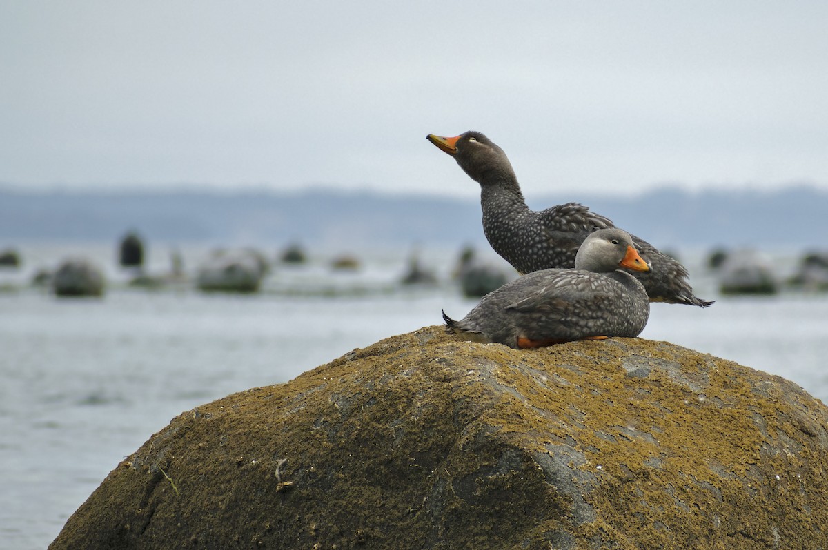 Flightless Steamer-Duck - Daniela Diaz