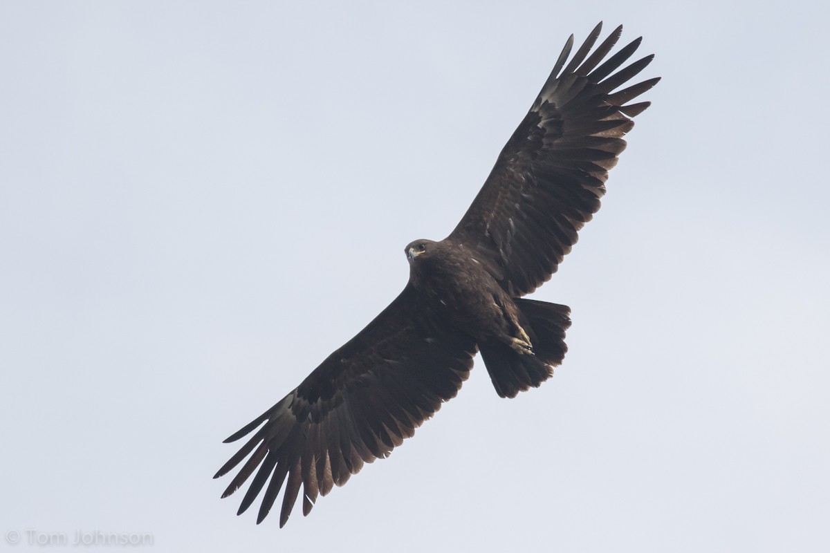 Águila Moteada - ML138228101