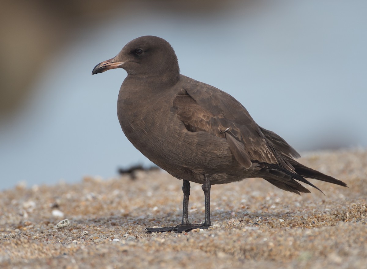 Heermann's Gull - Blake Matheson