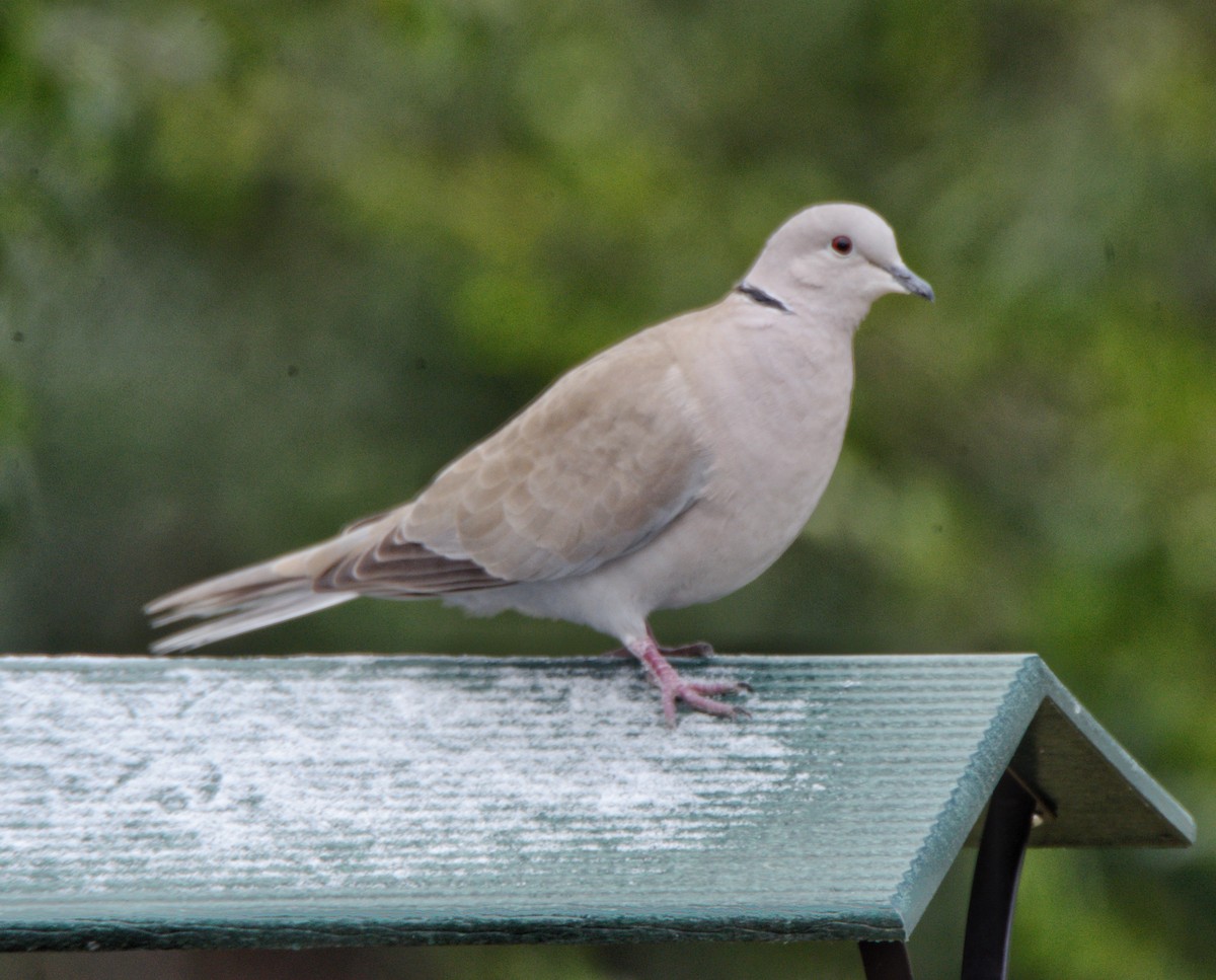 Eurasian Collared-Dove - ML138229311