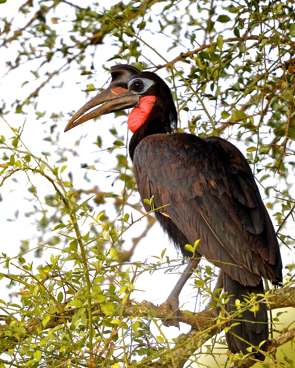 Abyssinian Ground-Hornbill - Gerald Friesen