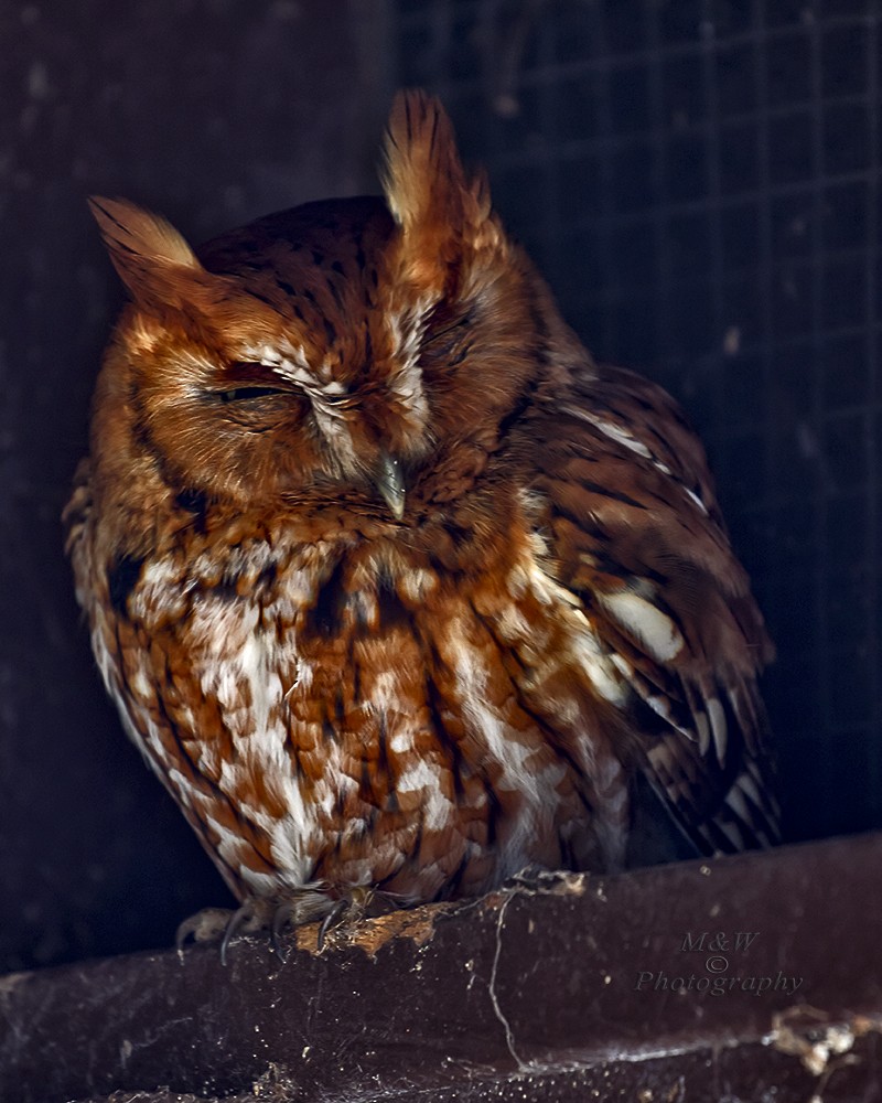 Eastern Screech-Owl - ML138229401