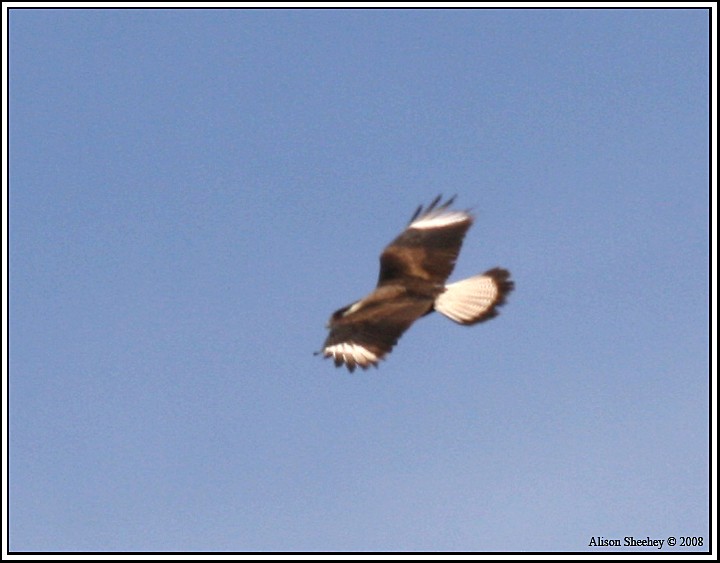 Caracara huppé (cheriway) - ML138230281