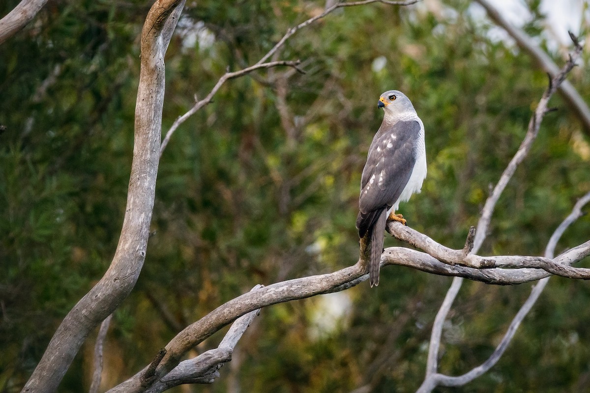 Gray Goshawk - ML138230341