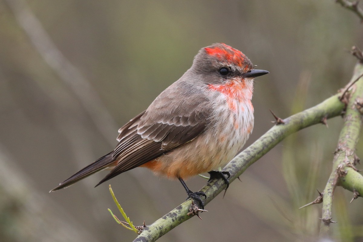 Vermilion Flycatcher - Dan Jones