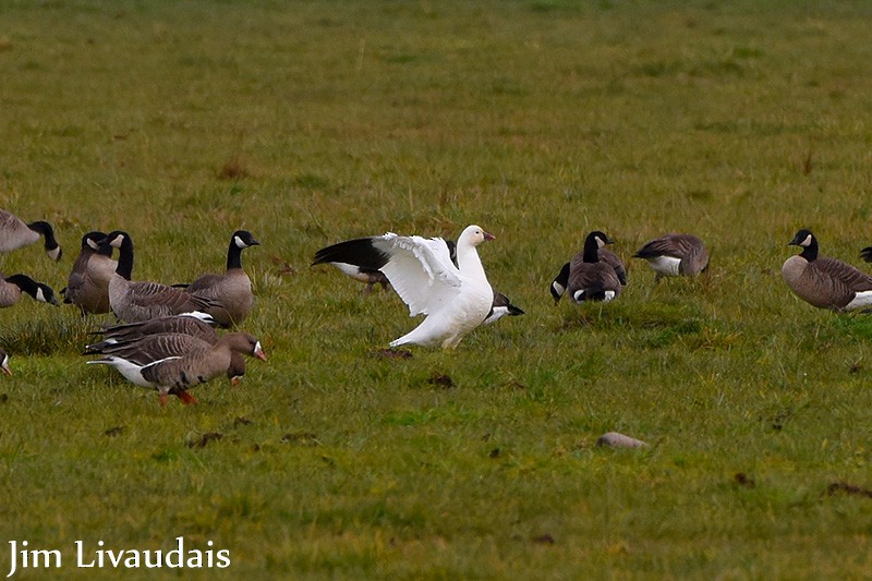 Ross's Goose - ML138231671