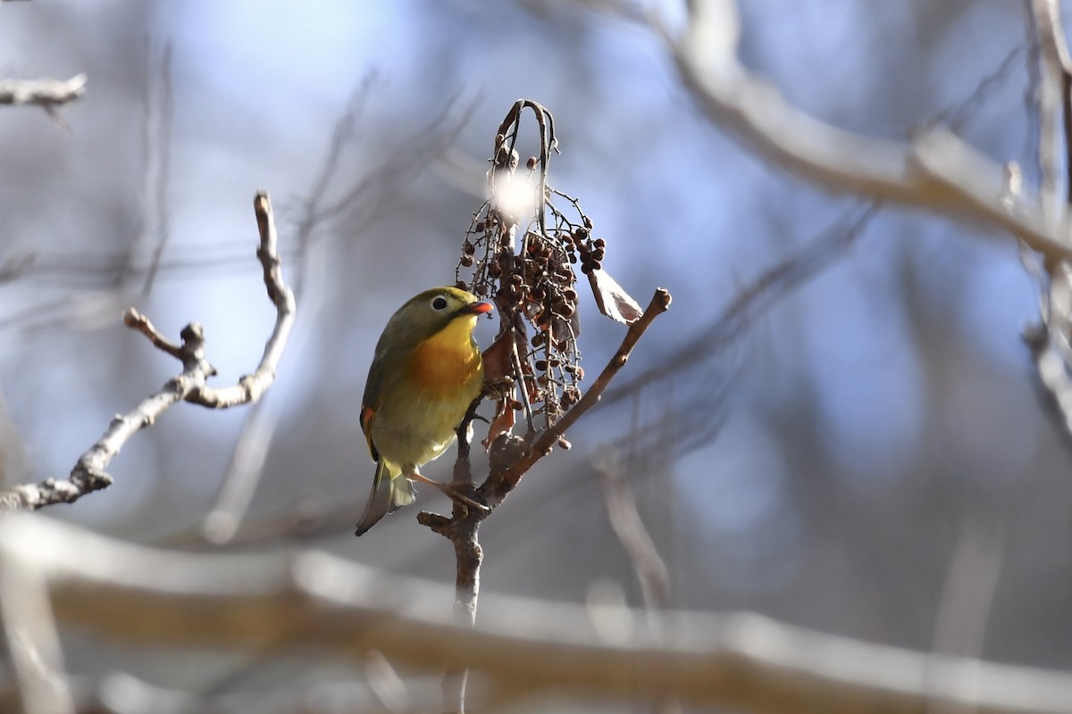 Red-billed Leiothrix - ML138232121
