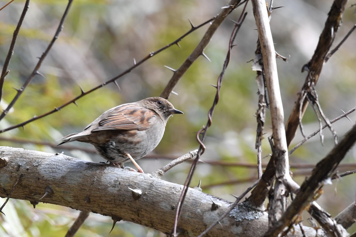 Japanese Accentor - ML138232551