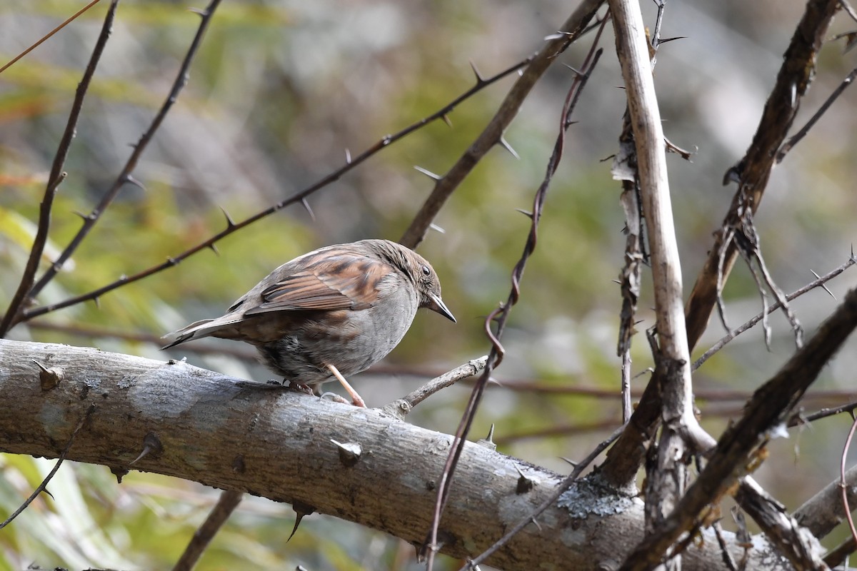Japanese Accentor - ML138232561
