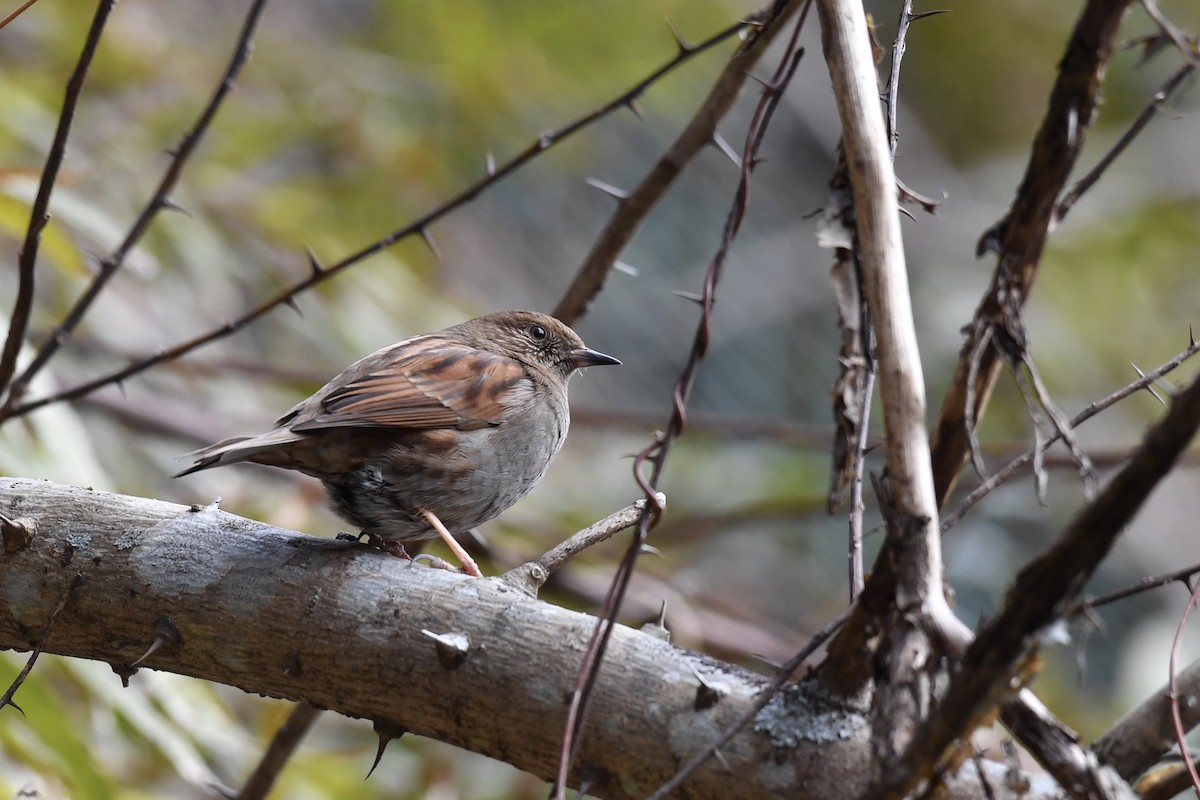 Japanese Accentor - ML138232571