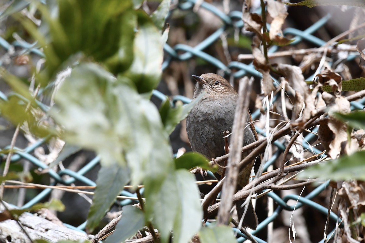 Japanese Accentor - ML138232671
