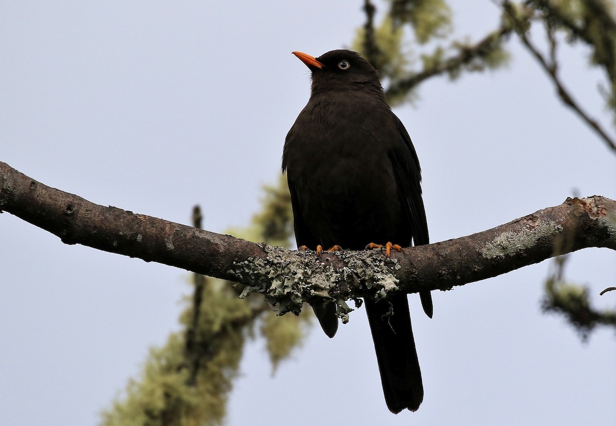 Sooty Thrush - ML138232751