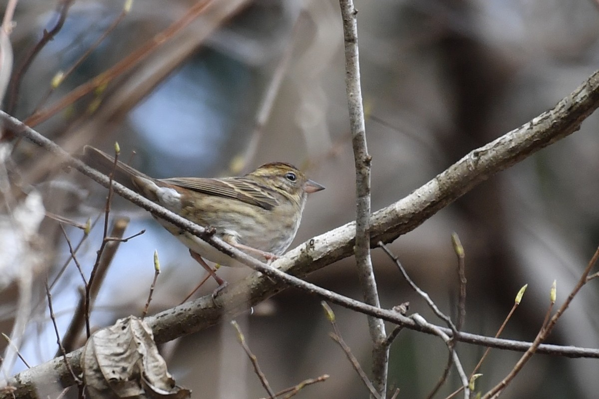 Gray Bunting - ML138232901