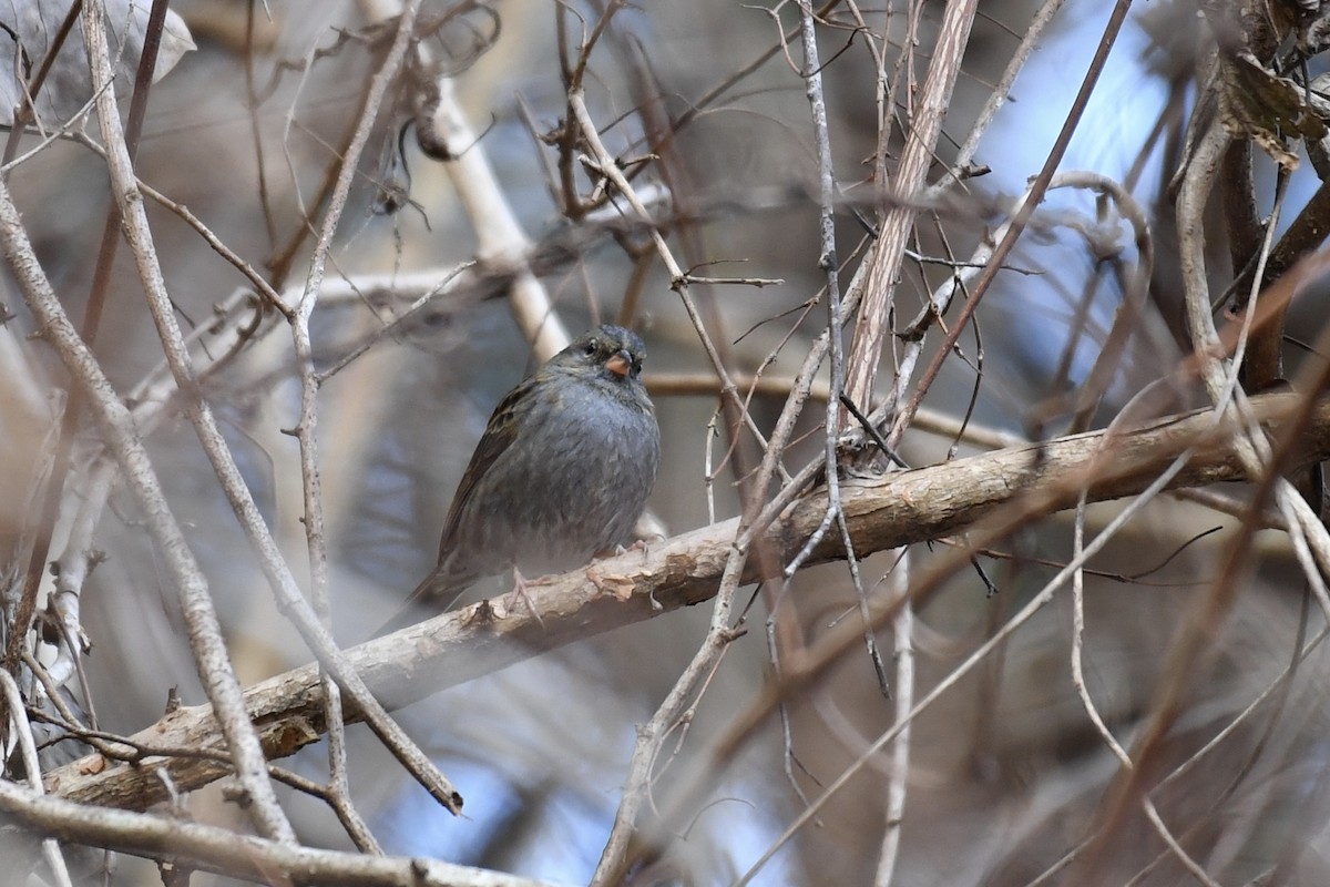 Gray Bunting - ML138232931