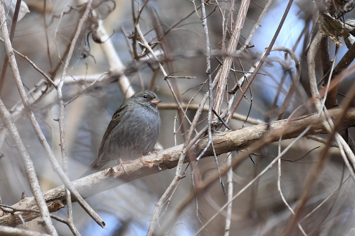 Gray Bunting - ML138232941