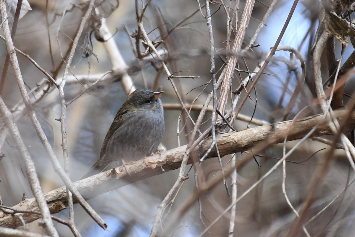 Gray Bunting - ML138232951