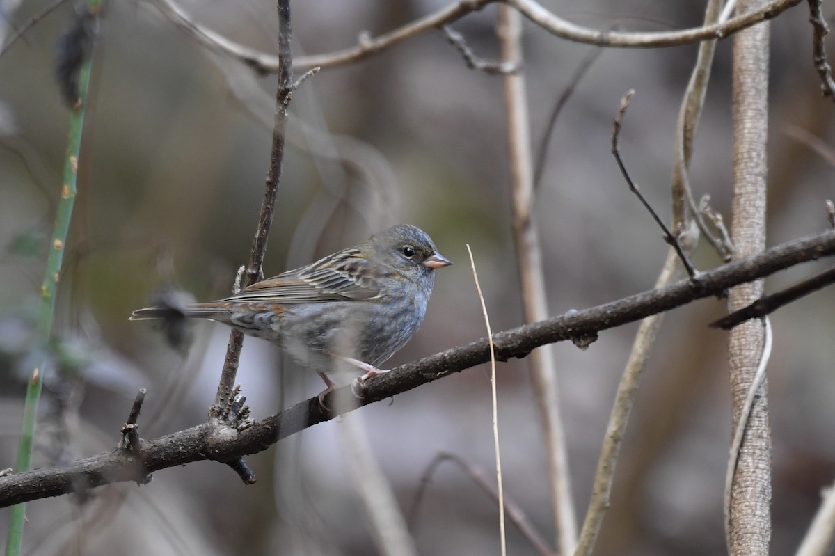 Gray Bunting - ML138232961