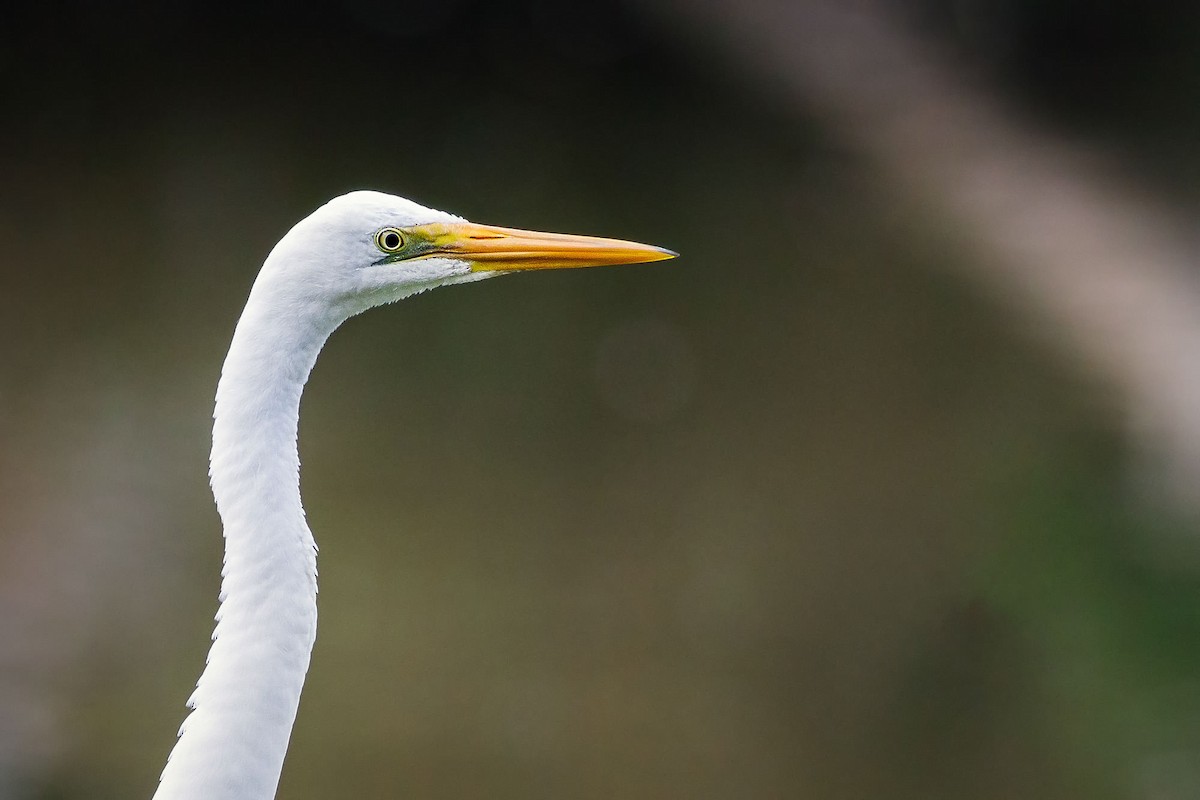 Great Egret - ML138233291