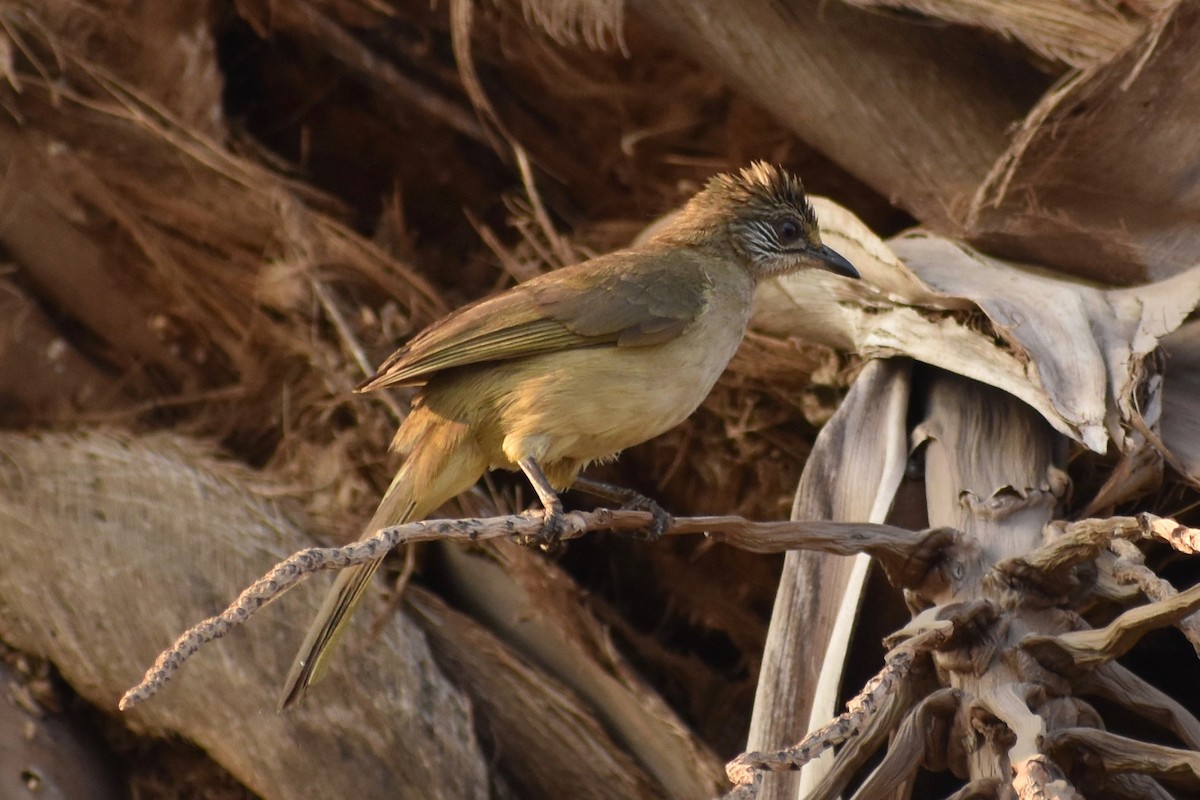 Streak-eared Bulbul - ML138233591