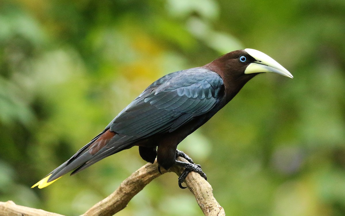 Chestnut-headed Oropendola - Carlos Sanchez