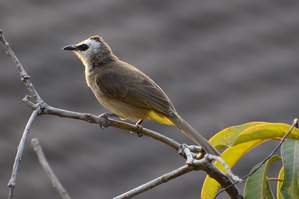 Yellow-vented Bulbul - ML138233691