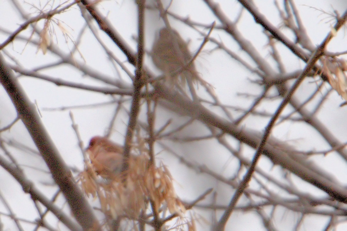 Purple Finch - Anonymous