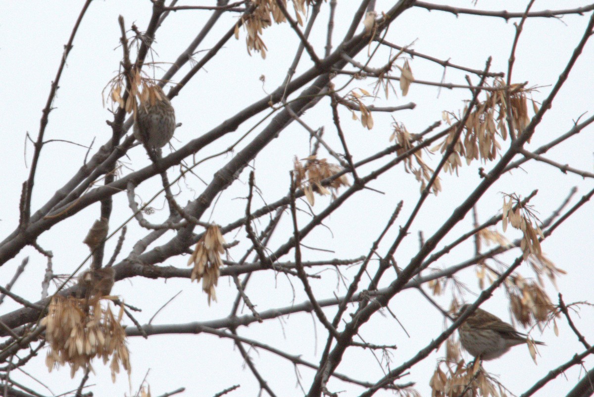 Purple Finch - Anonymous