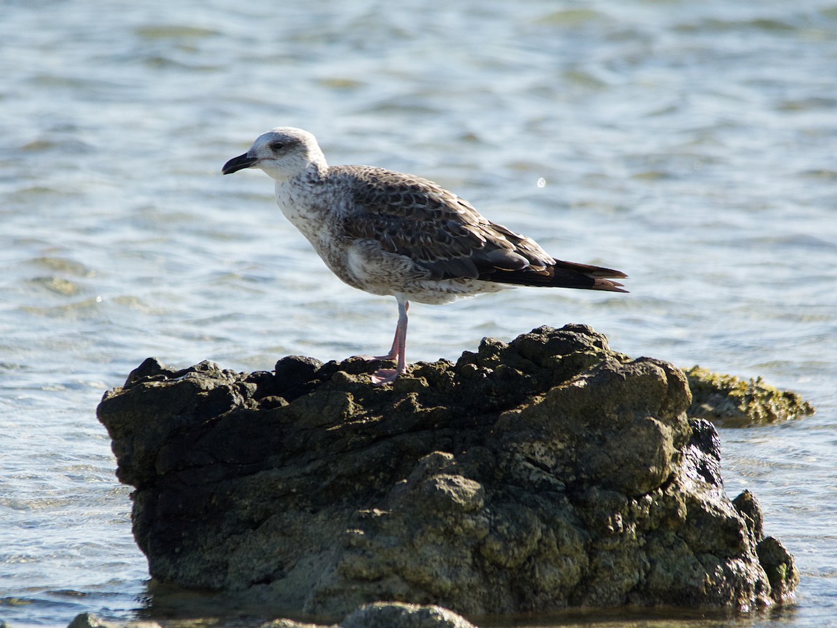 Lesser Black-backed Gull - Michael Tromp