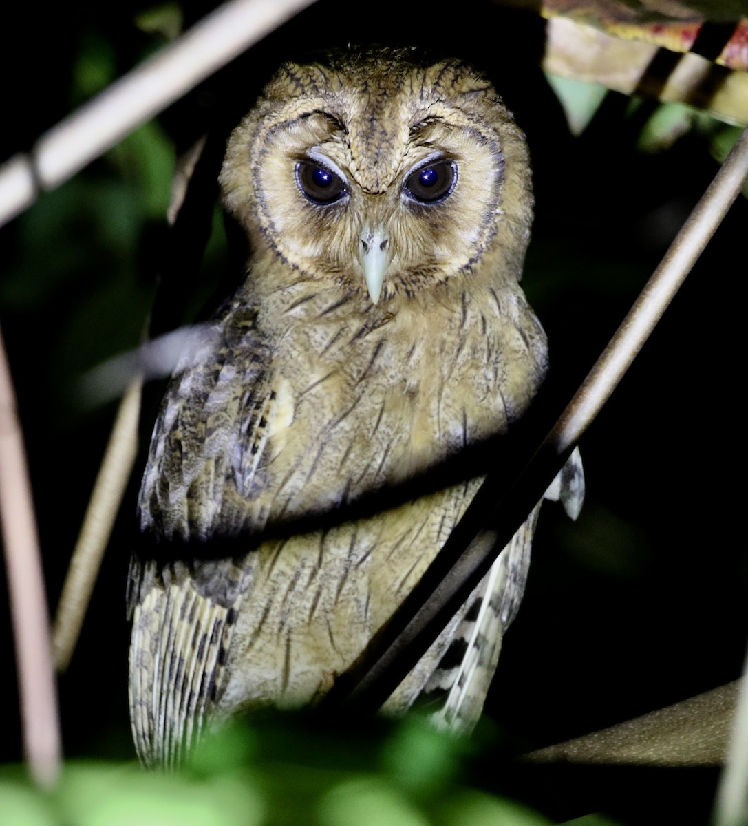 Jamaican Owl - Roger Woodruff
