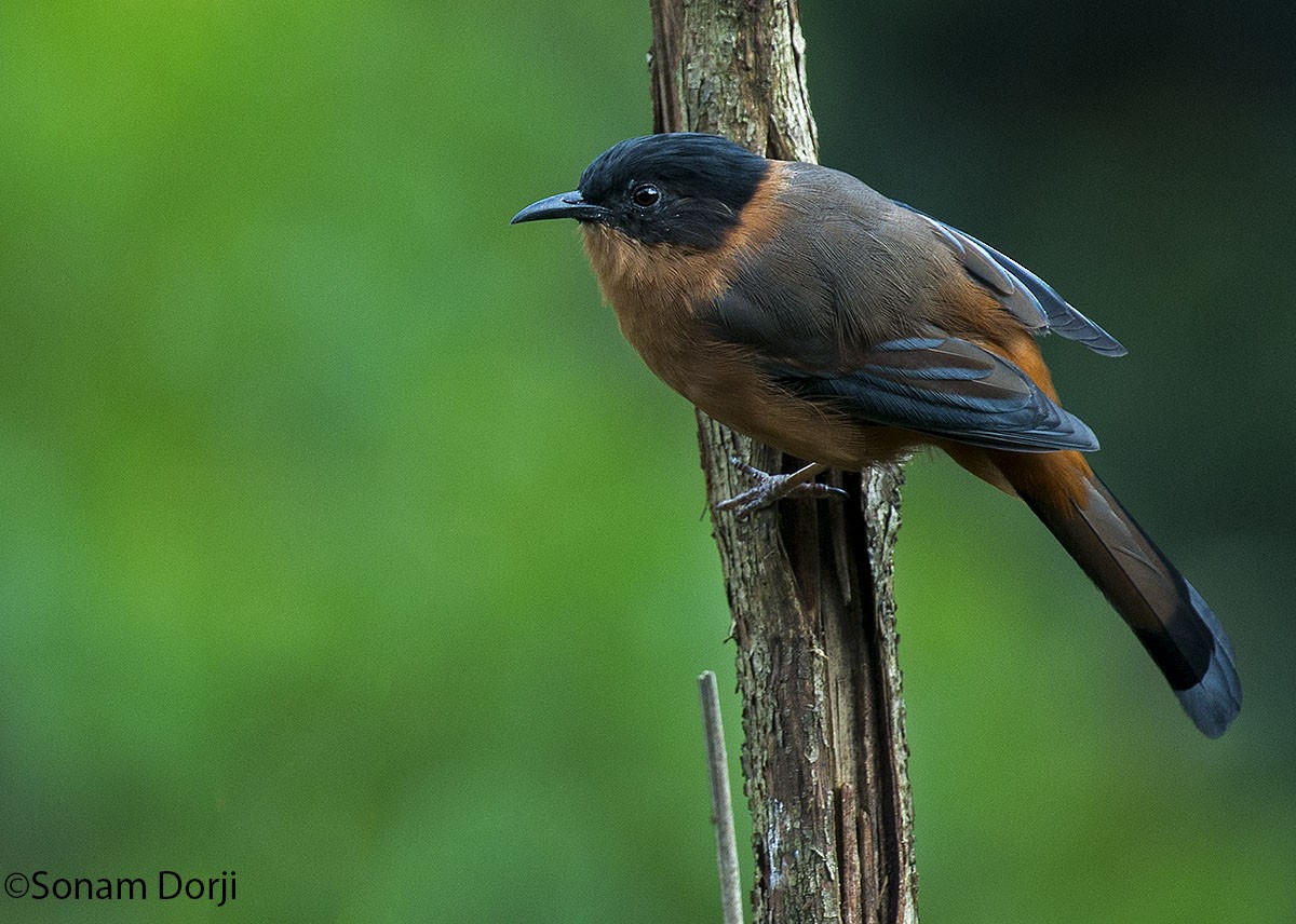 Rufous Sibia - ML138235971