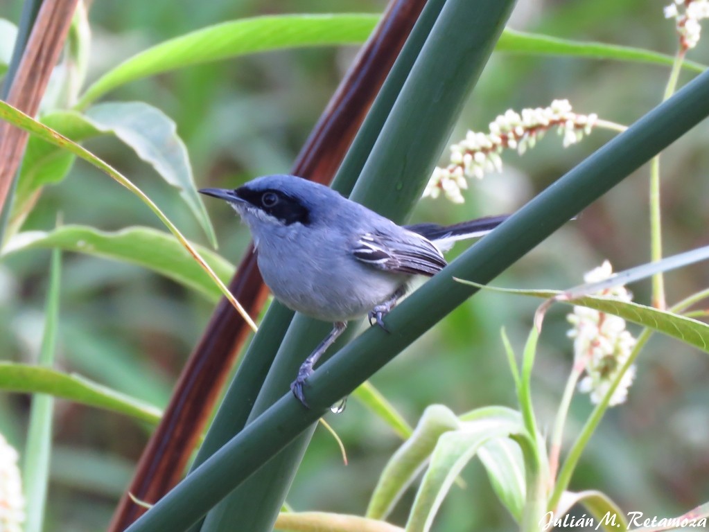 Masked Gnatcatcher - ML138239161