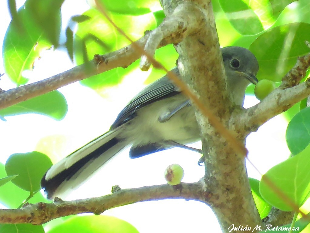 Masked Gnatcatcher - ML138239181