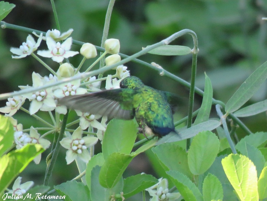 Goldbauch-Smaragdkolibri - ML138239431