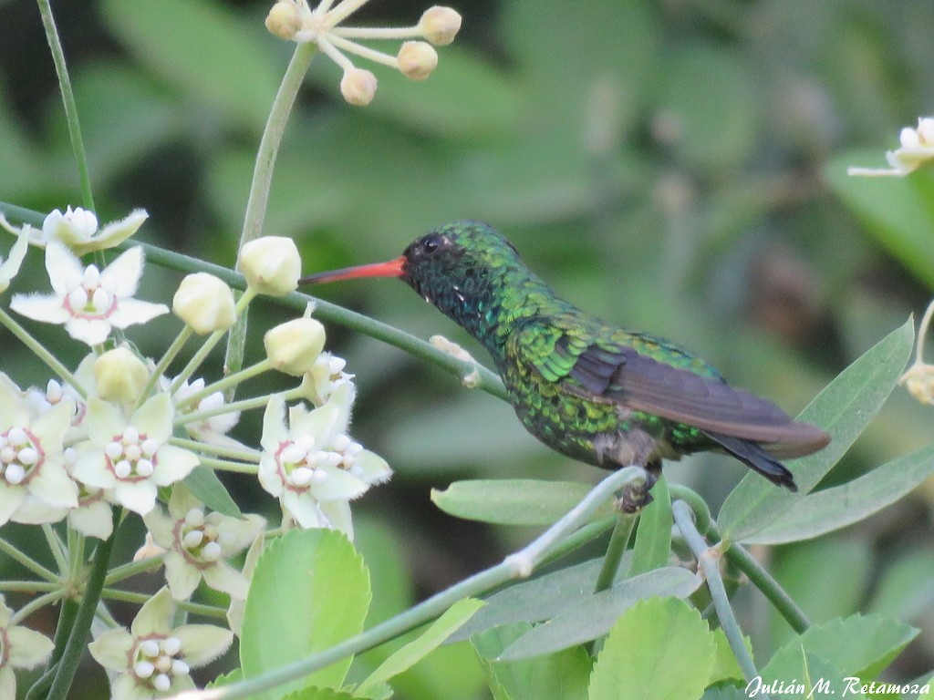 Glittering-bellied Emerald - ML138239441