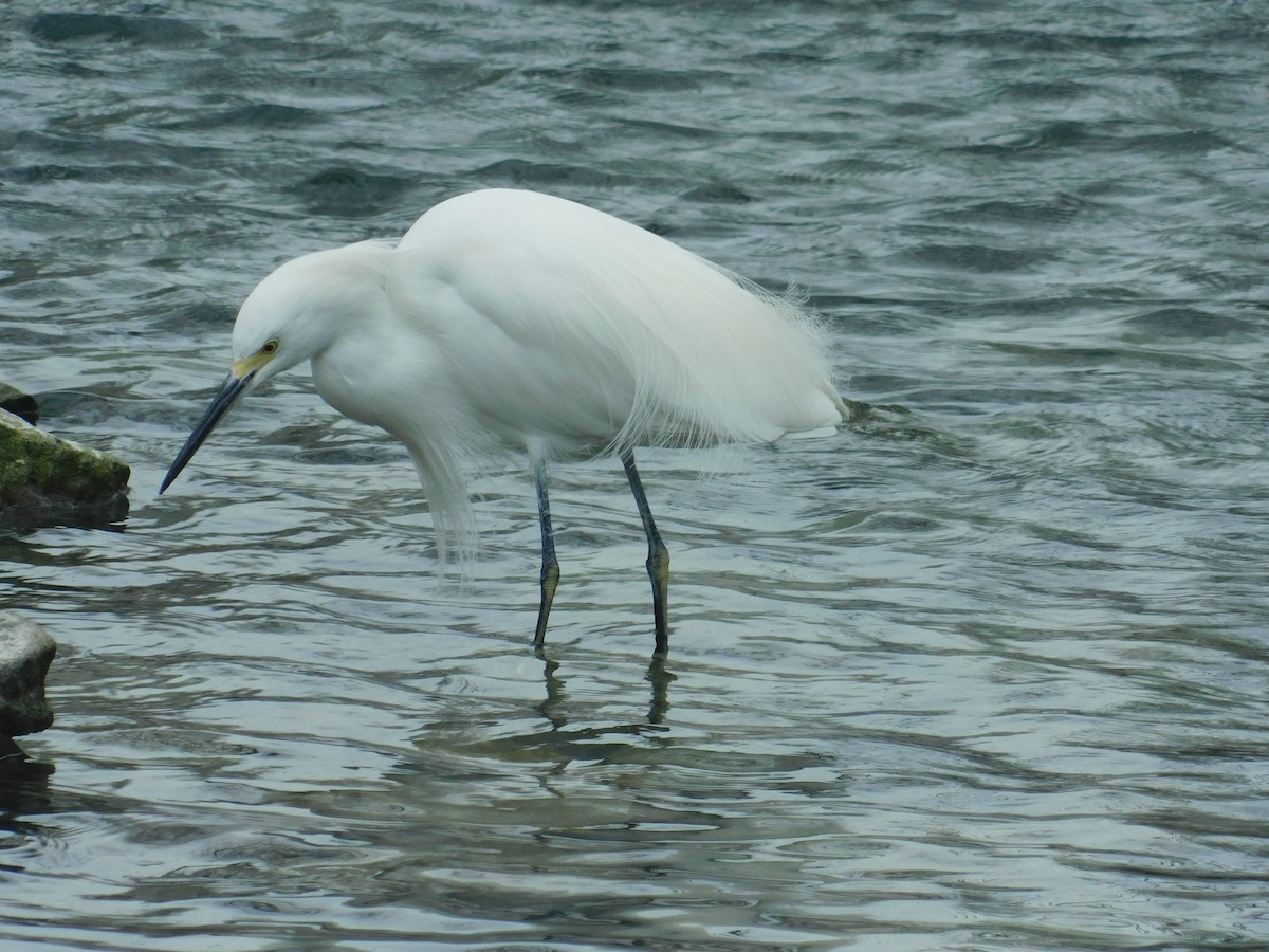 Snowy Egret - Ezekiel Dobson