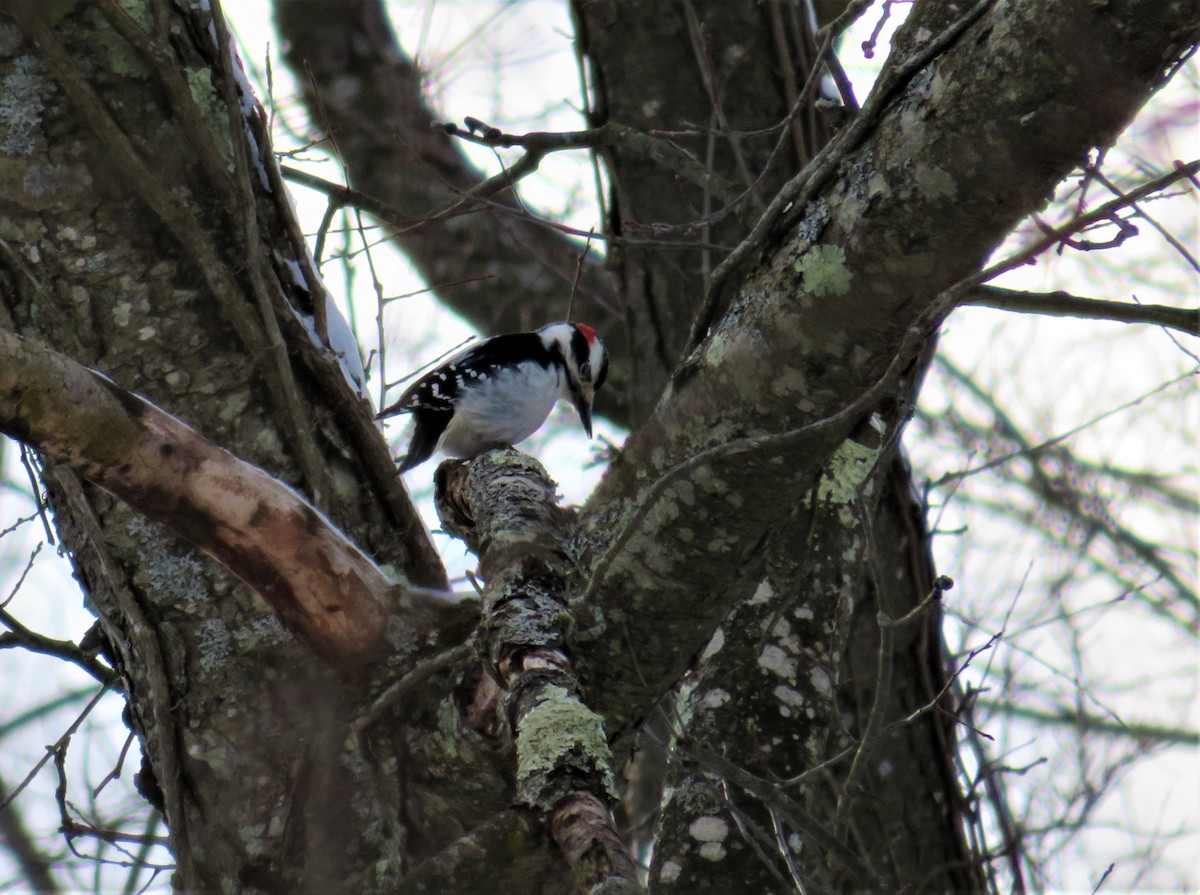 Hairy Woodpecker - ML138240651