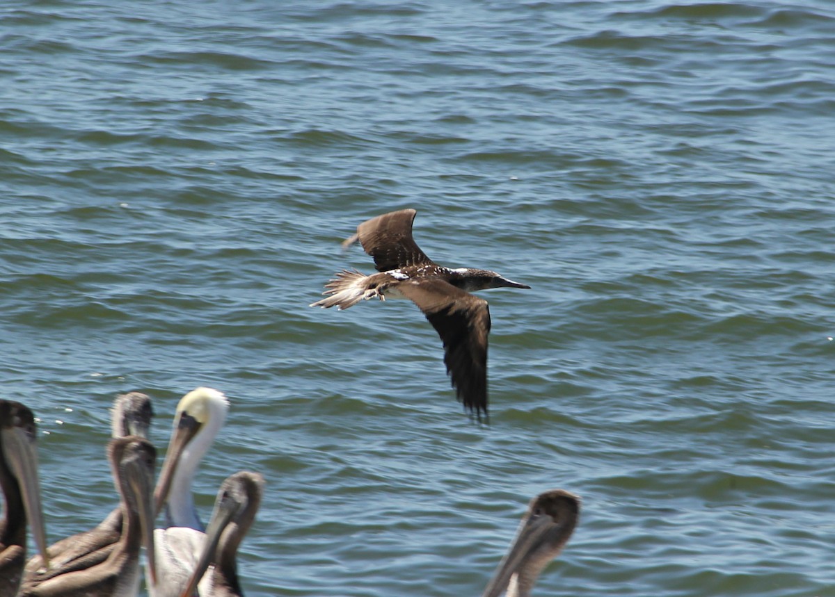 Blue-footed Booby - Alex Rinkert