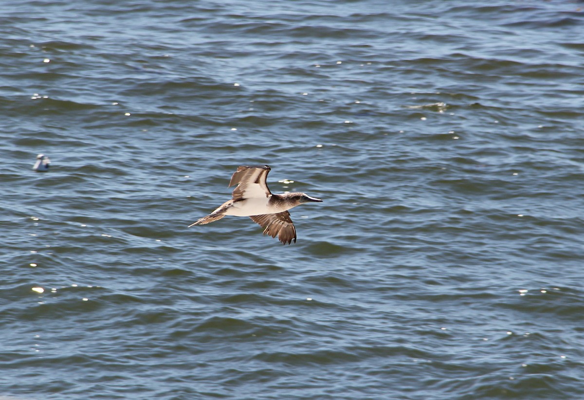 Blue-footed Booby - Alex Rinkert