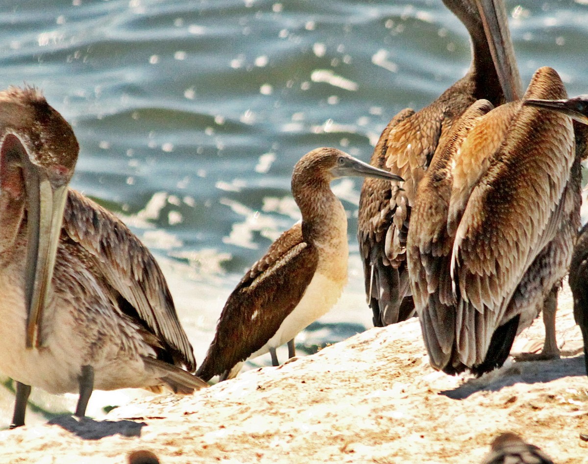 Blue-footed Booby - Alex Rinkert